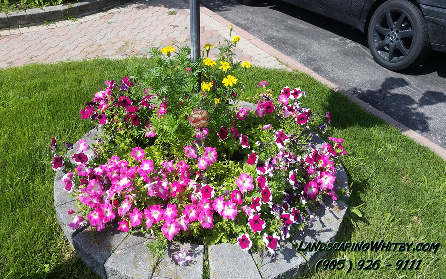 Gardening Planting Annuals